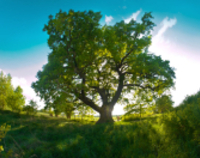 Zgłoś swoje ulubione drzewo do konkursu Drzewo Roku 2015