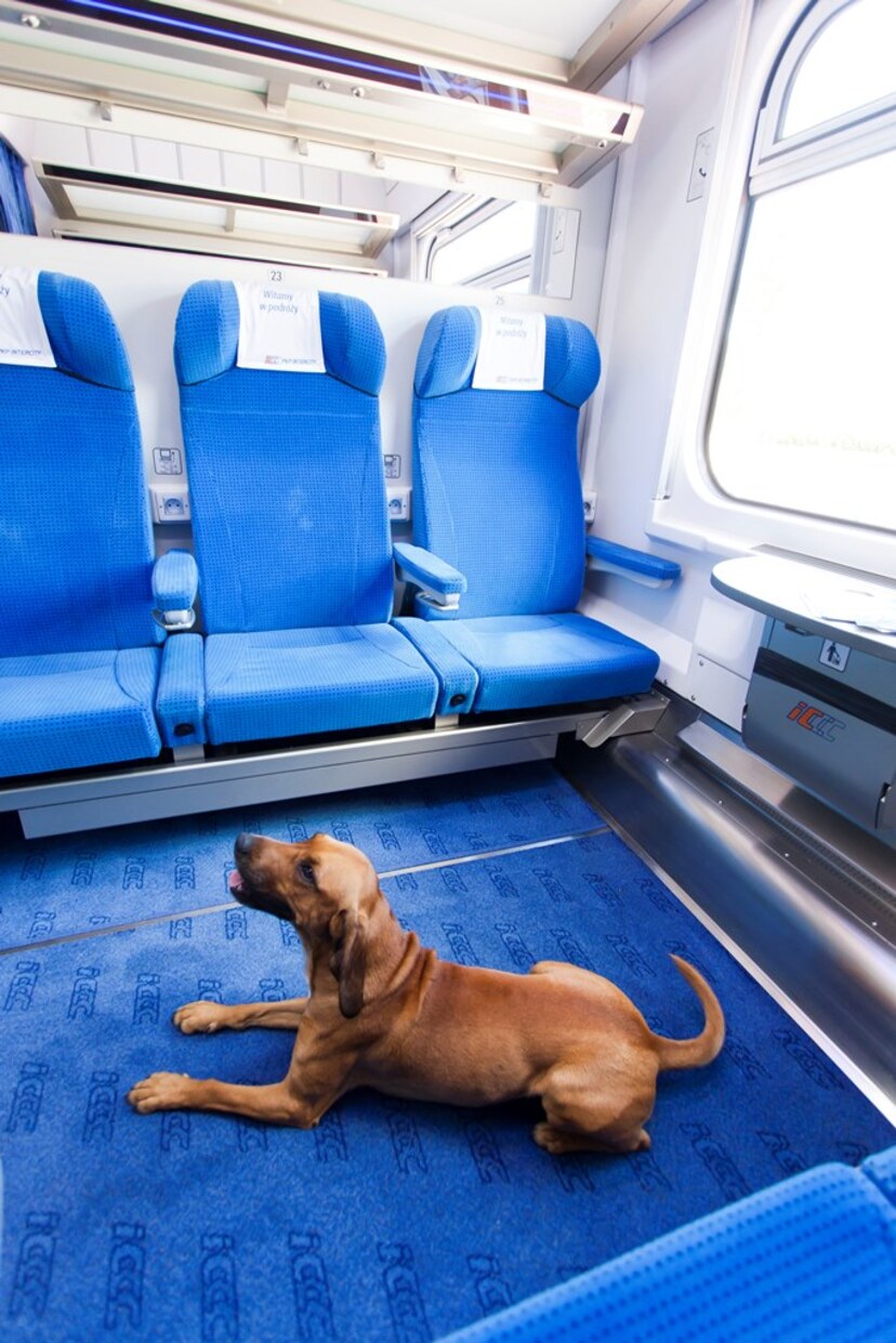 Ilustracja do artykułu PKP Intercity - bilet online dla psa.jpg