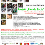 Ilustracja do artykułu Plakat A2 Projekt Pieskie Życie do mediów.jpg