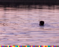 widoczna osoba pływająca w jeziorze