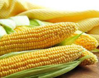 Państwowy Instytut Weterynaryjny nie chce wywożenia kukurydzy z obszarów zagrożonych ASF