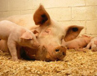 Program bioasekuracji w walce z chorobami zakaźnymi zwierząt