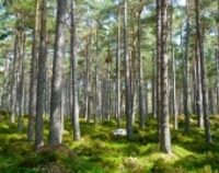 Lasy Państwowe sprzedają cenne drewno