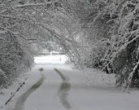 Mokry śnieg powalał drzewa, kilkanaście gmin bez prądu