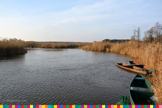 Rzeka Narew otoczona wysokimi trzcinami oraz widoczne pływające łodzie