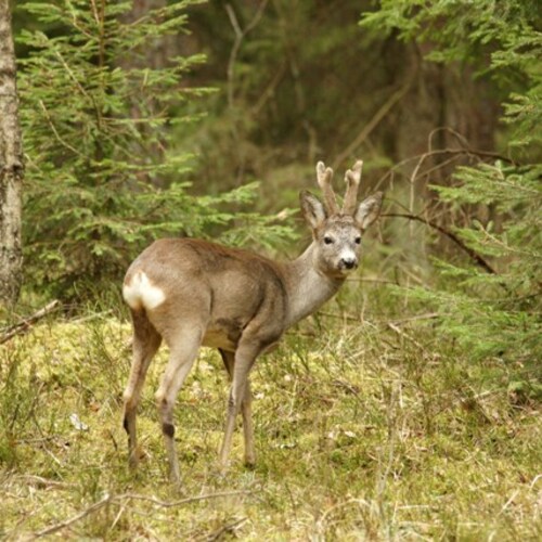 Sarna nie jest żoną jelenia, w dodatku świetnie pływa i szczeka - Wrota Podlasia