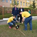 Ilustracja do artykułu sadzenie drzw w Sejnach (21).JPG