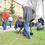 Ilustracja do artykułu sadzenie drzw w Sejnach (19).JPG