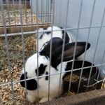 Czarno-białe króliki w klatce.