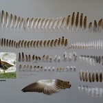 Ilustracja do artykułu Wystawa ptasich piór Sałwomir Niedźwiecki i Agnieszka Aleksiejczuk .jpg