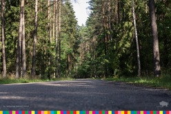 Asfaltowa droga biegnąca przez las.