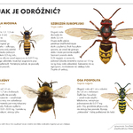 Ilustracja do artykułu Trzmiele, osy, pszczoły.jpg