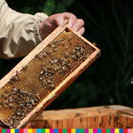 Ramka z pszczołami.