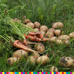 marchew i ziemniaki na trawie