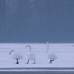 Cztery białe ptaki na zaśnieżonej ziemi