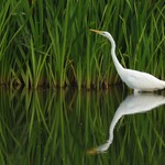 Biały ptak stoi w wodzie na tle zielonych zarośli