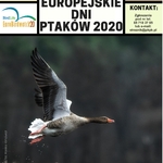 Plakat informujący o Europejskich Dniach Ptaków 2020. N aplakacie widoczny lecący ptak.