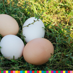 Cztery jajka ułożone na trawie.