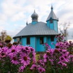 Za różowymi kwiatkami widoczna błękitna cerkiew