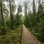 Drewniana kładka przebiegająca wzdłuż lasu