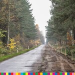 Zdjęcie remontowanej drogi. Po obu stronach drogi rosną drzewa.