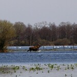  Łoś idący po rozlewiskach rzeki Narwi