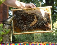 Dłoń trzymająca plaster miodu, na którym widać pszczoły