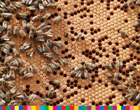 Pszczoły na ramce z miodem.