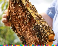 Pszczoły siedzące na ramce z ula
