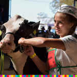 Dziewczynka prezentuje krowę.