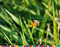 Pszczoła na trawie