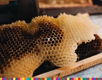 olimpiada wiedzy o pszczelarstwie-6.jpg