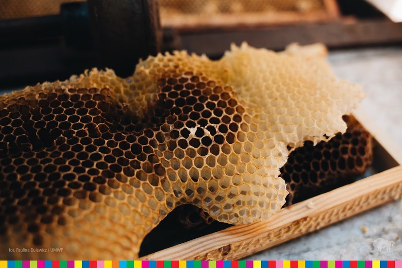 olimpiada wiedzy o pszczelarstwie-6.jpg