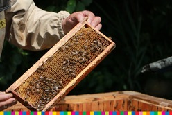 ręce pszczelarza trzymają ramkę z ula, na której siedzą pszczoły