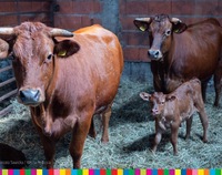 Krowy oraz cielak stoją w stodole