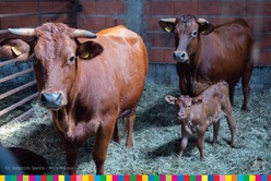 Krowy oraz cielak stoją w stodole